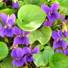 Violet Leaf Absolute - Limited Edition Rare