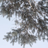 White Spruce Essential Oil