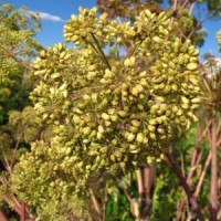 Angelica Root Essential Oil