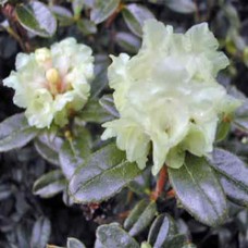 Rhododendron Essential Oil