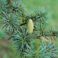 Cedarwood, Atlantic Essential Oil