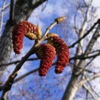 Balsam Poplar Essential Oil