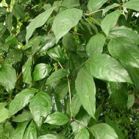 Balsam Copaiba Essential Oil