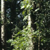 Balsam Gurjun Essential Oil | Grounding & Emotional Integration | Dipterocarpus turbinatus