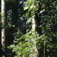 Balsam Gurjun Essential Oil | Grounding & Emotional Integration | Dipterocarpus turbinatus