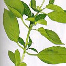 Exotic or Tropical Basil Essential Oil Exotic or Tropical Basil Essential Oil