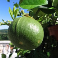 Bergamot Essential Oil
