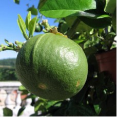 Bergamot Essential Oil