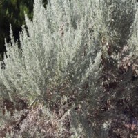 Sagebrush, Big Essential Oil - Limited Reserve- Rare 