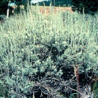 Sage/Rabbitbrush Essential Oil Co-distill Limited Reserve
