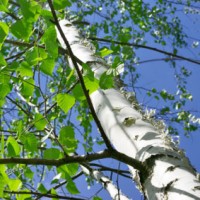 Sweet Birch Essential Oil | Deep Relief, Release + Mobility
