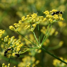 Bitter Fennel Essential Oil | Digestive & Energetic Clarity 