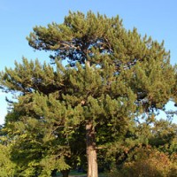 Black Pine Essential Oil | Breath, Boundaries & Resilience | Pinus nigra (Corsica)