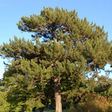 Black Pine Essential Oil | Breath, Boundaries & Resilience | Pinus nigra (Corsica)