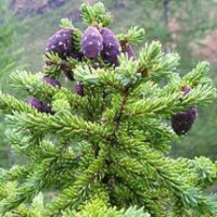Black Spruce Essential Oil | Grounding, Respiratory & Adrenal Support