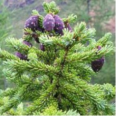 Black Spruce Essential Oil | Grounding, Respiratory & Adrenal Support