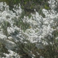 Cape Snowbush Essential Oil - Rare