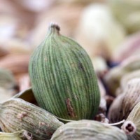 Cardamom Essential Oil