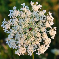 Carrot Seed Essential Oil