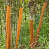 Cinnamon Bark Essential Oil