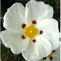 Cistus (Rock Rose) Essential Oil