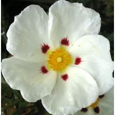 Cistus (Rock Rose) Essential Oil Cistus (Rock Rose) Essential Oil
