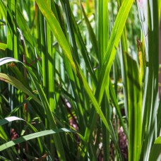 Citronella Essential Oil | Energetic Protection & Emotional Clarity | Cymbopogon nardus Citronella Essential Oil | Energetic Protection & Emotional Clarity | Cymbopogon nardus