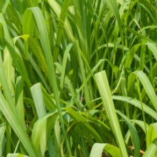 Citronella Essential Oil - Paraguay Citronella Essential Oil - Paraguay