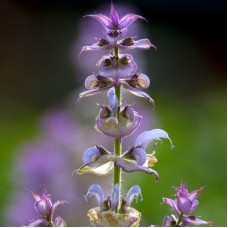 Clary Sage Essential Oil - Spain Clary Sage Essential Oil - Spain
