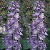 Clary Sage Hydrosol | Hormonal and Emotional Harmony
