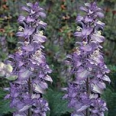Clary Sage Essential Oil - France Limited Reserve
