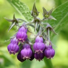 Comfrey Hydrosol | Skin Healing and Vitality