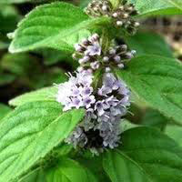 Cornmint (Wild Mint) Essential Oil