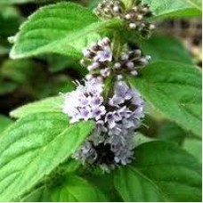 Cornmint (Wild Mint) Essential Oil Cornmint (Wild Mint) Essential Oil