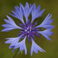 Cornflower Organic Hydrosol | Centaurea cyanus | Soothing and Restorative