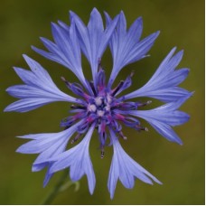 Cornflower Organic Hydrosol | Centaurea cyanus | Soothing and Restorative