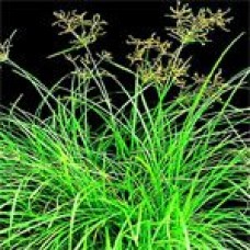 Nagarmotha Essential Oil | Digestive, Skin, and Respiratory Support