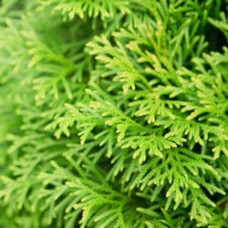 Cypress Essential Oil Cypress Essential Oil