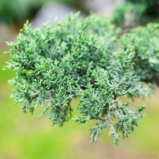 Juniper | Wild High Mountain Juniper Essential Oil | Limited Reserve