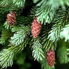 Engelmann Spruce Essential Oil - Limited Reserve