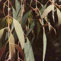 Eucalyptus radiata Essential Oil - True Eucalyptus radiata Essential Oil - True