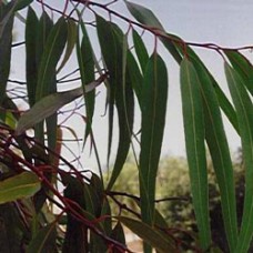 Eucalyptus Citriodora Lemon Scented Gum Essential Oil Eucalyptus Citriodora Lemon Scented Gum Essential Oil