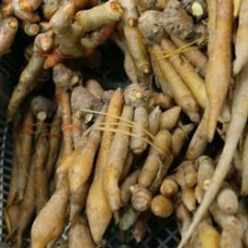 Fingerroot Essential Oil