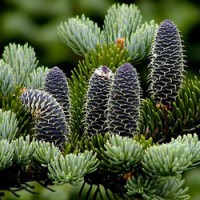 Fir Balsam Essential Oil - Canada