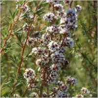 Fragonia TM Essential Oil