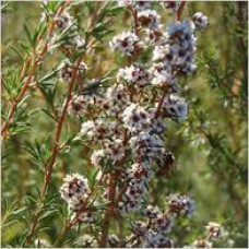 Fragonia TM Essential Oil