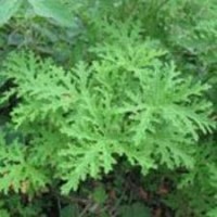 Geranium Essential Oil - South Africa Geranium Essential Oil - South Africa