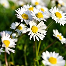 Chamomile, German Essential Oil - England Chamomile, German Essential Oil - England
