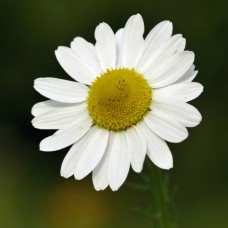 German Chamomile Hydrosol | Calming Balance