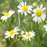 German Chamomile Essential Oil | Gentle Nervous System Support | Nepal